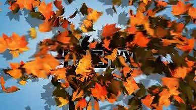 一地枫叶被风吹散后显露出logo标志的AE片头模板视频的预览图